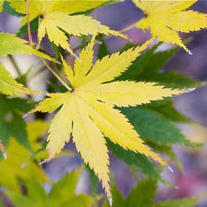 Kihachijo Japanese Maple, Green Upright Acer Palmatum, Fiery Fall Color - Live Plant