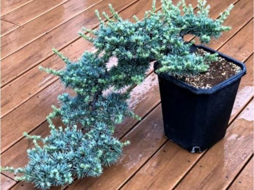 Sapphire Nymph Dwarf Blue Atlas Cedar Tree, Rare Collector Conifer - Live Plant