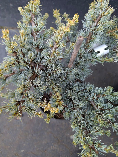 Sapphire Nymph Dwarf Blue Atlas Cedar Tree, Rare Collector Conifer - Live Plant