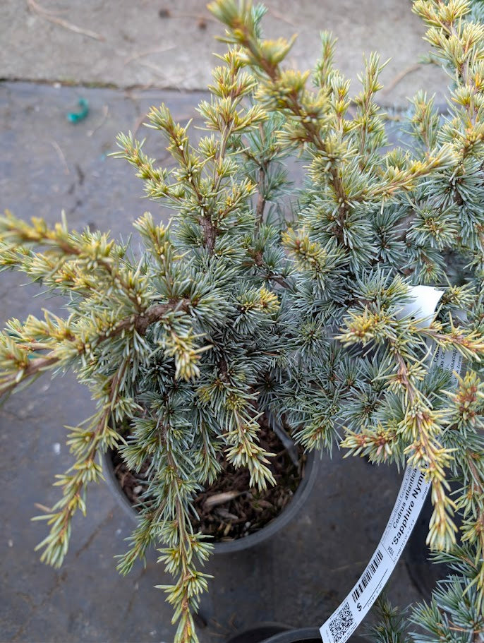 Sapphire Nymph Dwarf Blue Atlas Cedar Tree, Rare Collector Conifer - Live Plant