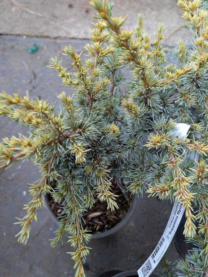 Sapphire Nymph Dwarf Blue Atlas Cedar Tree, Rare Collector Conifer - Live Plant