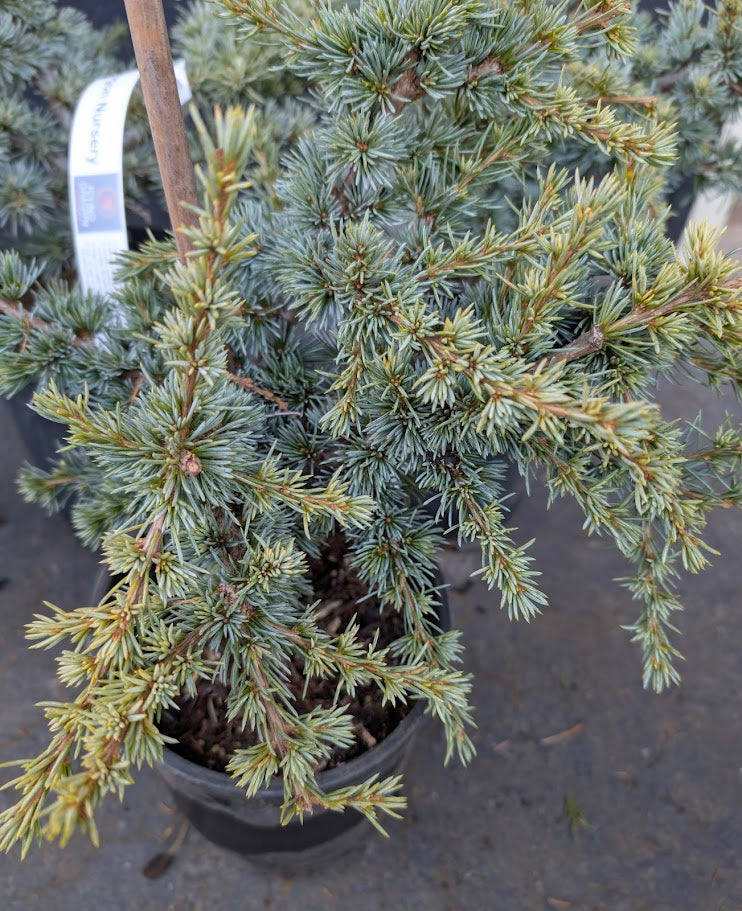 Sapphire Nymph Dwarf Blue Atlas Cedar Tree, Rare Collector Conifer - Live Plant