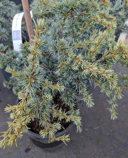 Sapphire Nymph Dwarf Blue Atlas Cedar Tree, Rare Collector Conifer - Live Plant