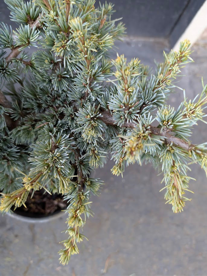 Sapphire Nymph Dwarf Blue Atlas Cedar Tree, Rare Collector Conifer - Live Plant