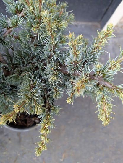 Sapphire Nymph Dwarf Blue Atlas Cedar Tree, Rare Collector Conifer - Live Plant