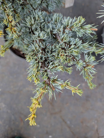 Sapphire Nymph Dwarf Blue Atlas Cedar Tree, Rare Collector Conifer - Live Plant