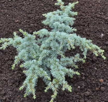 Sapphire Nymph Dwarf Blue Atlas Cedar Tree, Rare Collector Conifer - Live Plant
