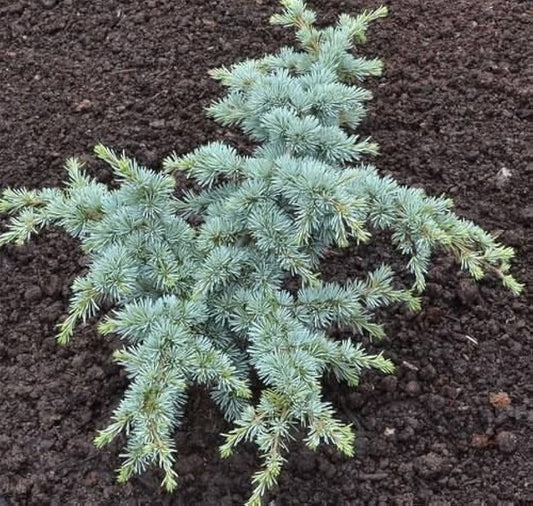 Sapphire Nymph Dwarf Blue Atlas Cedar Tree, Rare Collector Conifer - Live Plant