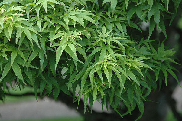 Sharp’s Pygmy, Dwarf Small Leaf Japanese Maple Tree - Live Plant