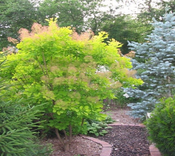 Ancot Golden Spirit Cotinus Coggygria Golden Smoke Bush Tree - Live Plant