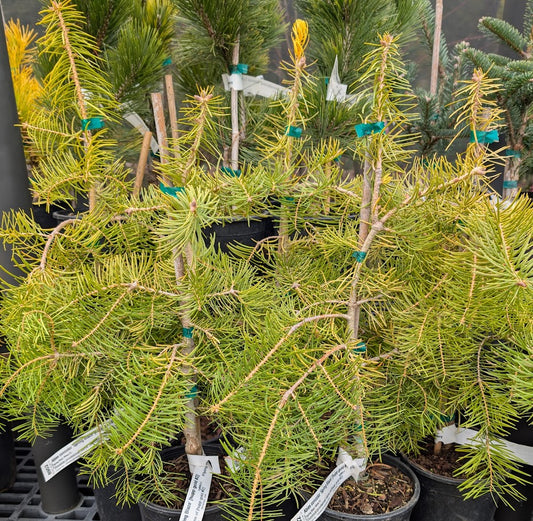 Spring Blaze Abies Concolor Rare Golden White Fir Tree - Live Plant