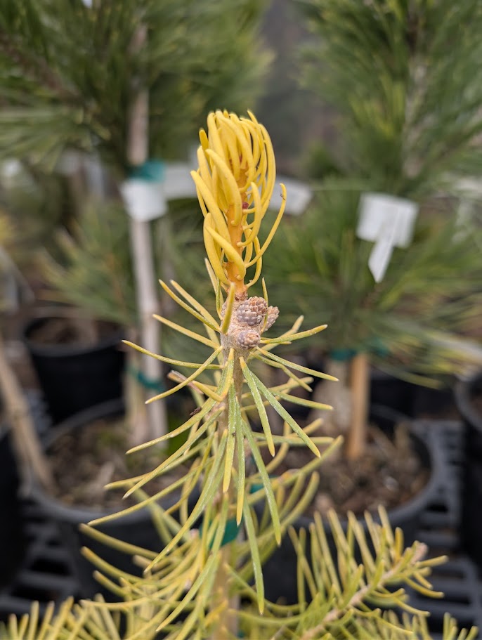 Spring Blaze Abies Concolor Rare Golden White Fir Tree - Live Plant