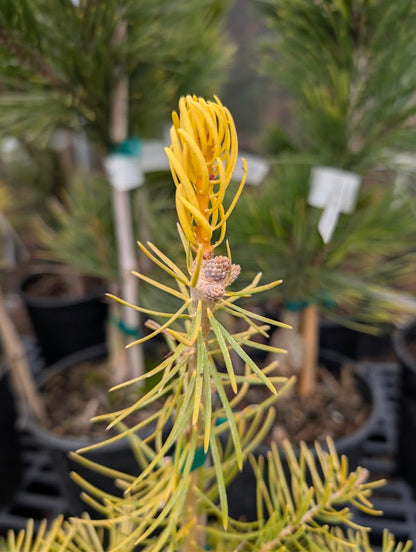 Spring Blaze Abies Concolor Rare Golden White Fir Tree - Live Plant