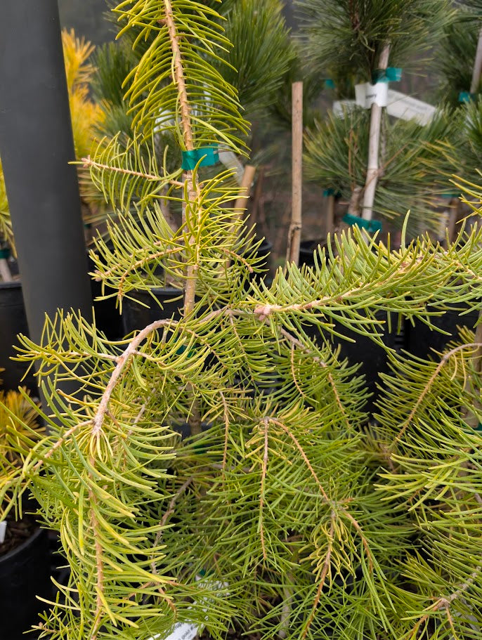 Spring Blaze Abies Concolor Rare Golden White Fir Tree - Live Plant