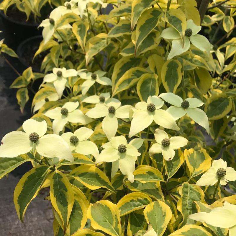 Summer Gold Variegated Chinese Dogwood Tree, Dwarf Ornamental Tree - Live Plant
