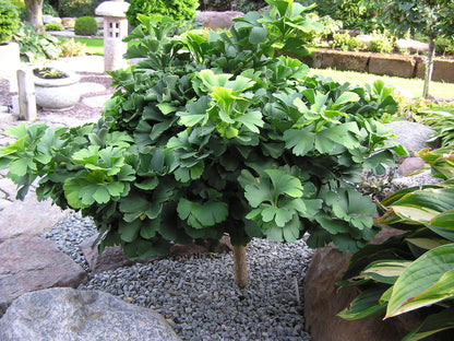 Troll Rare Dwarf Ginkgo, Deciduous Conifer Shrub, Collector Tree - Live Plant