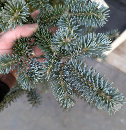 Tyler Blue Rare Dwarf Blue Balsam Fir Tree - Live Plant