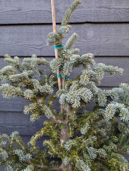 Tyler Blue Rare Dwarf Blue Balsam Fir Tree - Live Plant