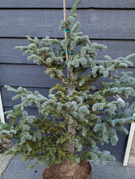 Tyler Blue Rare Dwarf Blue Balsam Fir Tree - Live Plant