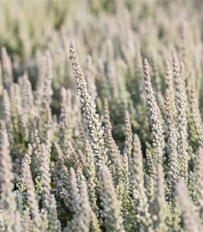 Zilly White Bud-Blooming Heather, Calluna Vulgaris Flowering Evergreen Shrub - Live Plant